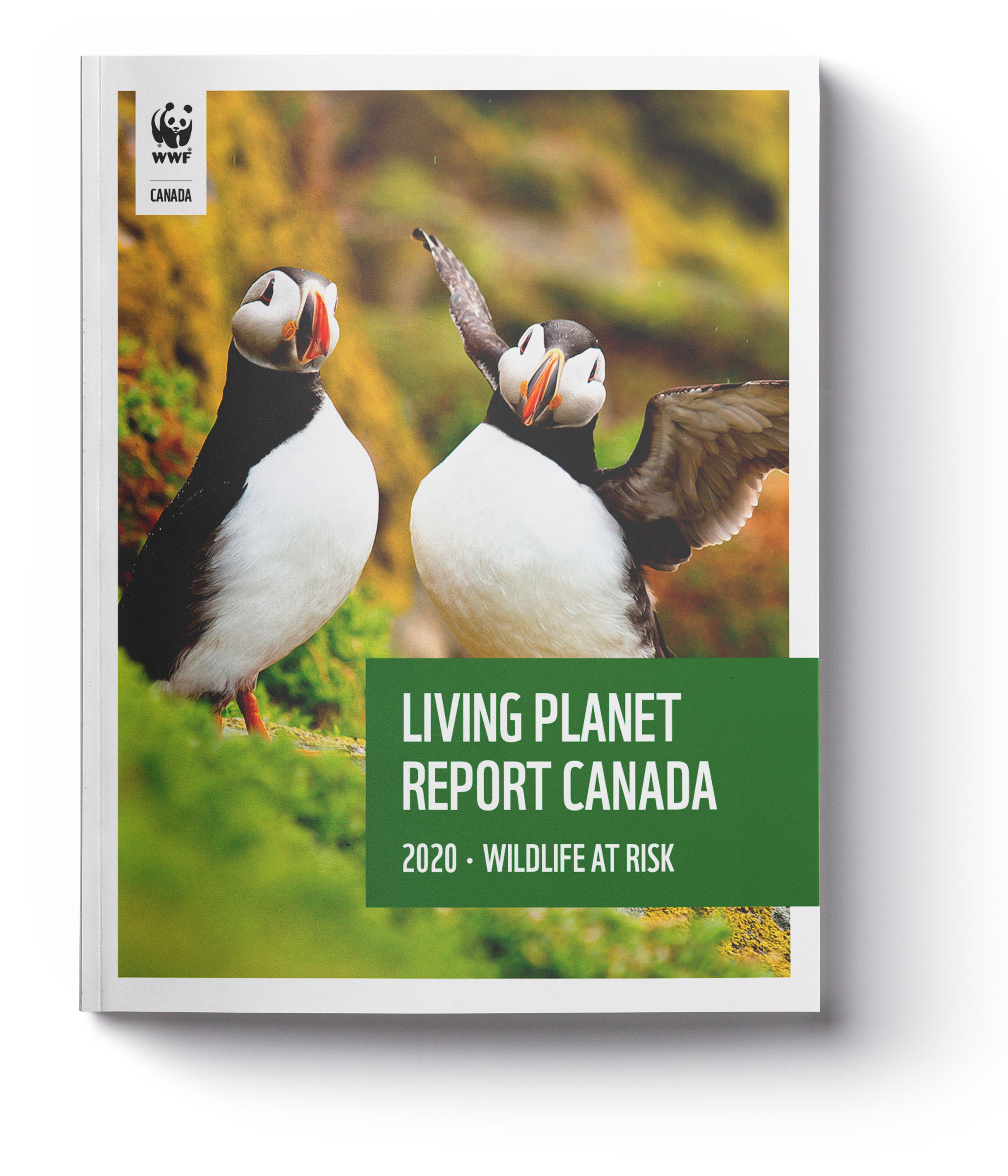 Report Design: WWF Living Planet Report 2020